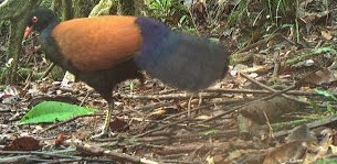Photo captured by a remote camera in Papua New Guinea of the Black-naped Pheasant-pigeon