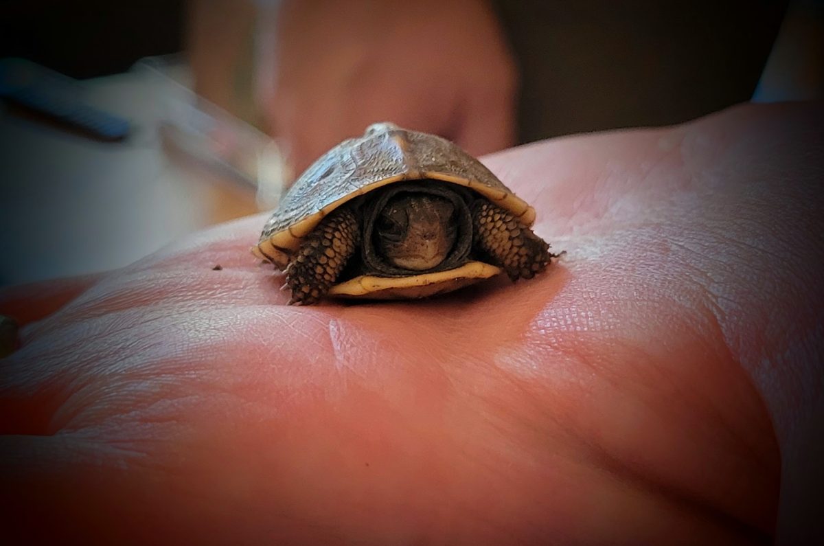 Baby box turtle, Powhatan, VA