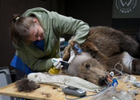 First brown bear surgery successful